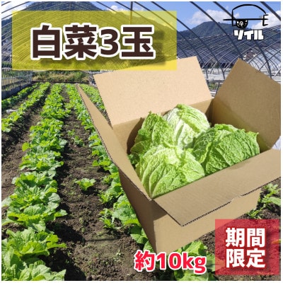 冬野菜【雪国飛騨古川】旬の無双白菜(大)3玉 合計約10kg　びっくりする重さと大きさでお届け