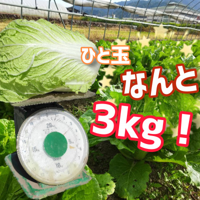 冬野菜【雪国飛騨古川】旬の無双白菜(大)3玉 合計約10kg　びっくりする重さと大きさでお届け