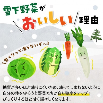 冬野菜【雪国飛騨古川】旬の無双白菜(大)3玉 合計約10kg　びっくりする重さと大きさでお届け