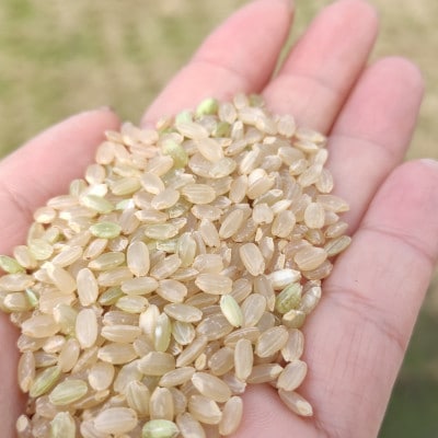 【令和4年産】飛騨古川産 特別栽培米こしひかり玄米 5kg 10月から発送