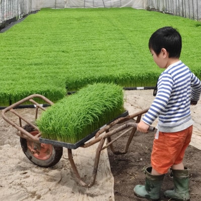 【令和4年産】飛騨古川産 特別栽培米こしひかり玄米 5kg 10月から発送