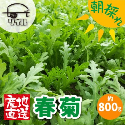 飛騨古川　寒暖の差と山から流れる美味しいお水で育つ春菊5袋セット(合計約800g)