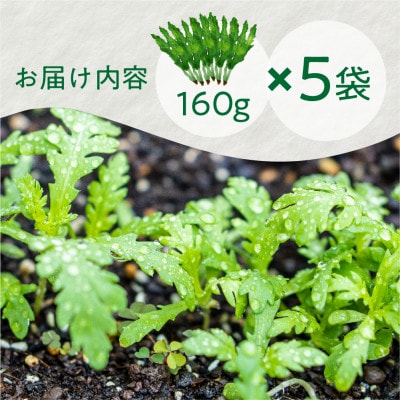 飛騨古川　寒暖の差と山から流れる美味しいお水で育つ春菊5袋セット(合計約800g)
