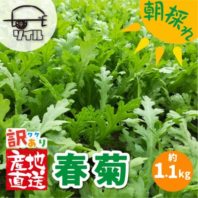 【訳あり】飛騨古川　寒暖の差と山から流れる美味しいお水で育つ春菊7袋セット　5月より配送