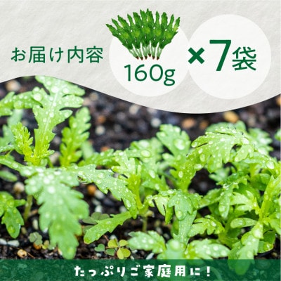 【訳あり】飛騨古川　寒暖の差と山から流れる美味しいお水で育つ春菊7袋セット　5月より配送