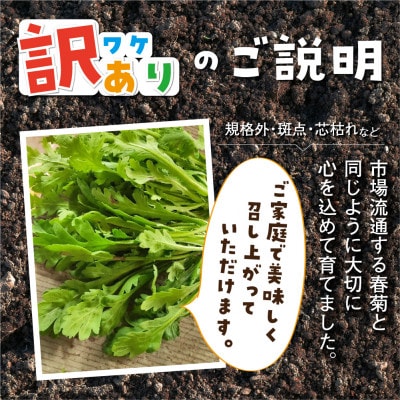 【訳あり】飛騨古川　寒暖の差と山から流れる美味しいお水で育つ春菊7袋セット　5月より配送