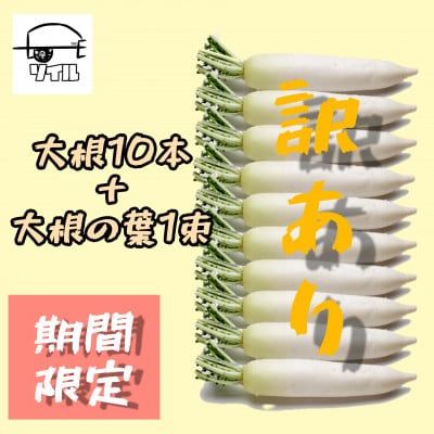 飛騨産【訳あり】不揃い大根10本+栄養たっぷり大根の葉　