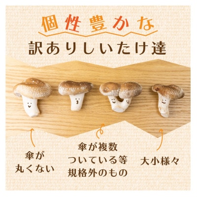 【訳あり】菌床しいたけ　140g×10パック