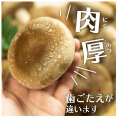 菌床しいたけ 約100g*8p入り