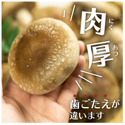 菌床しいたけ　約100g*10p入り