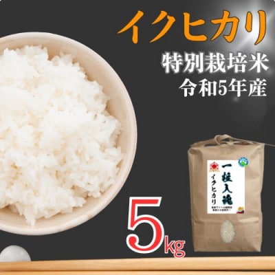 令和5年福井県産　イクヒカリ精米5kg 特別栽培米