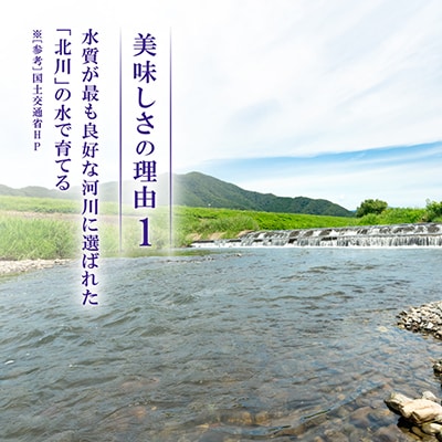 【令和8年産先行受付】福井県若狭町コシヒカリ(1等米)　10kg(5kg×2袋)