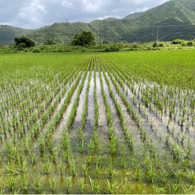 【令和6年産先行受付】福井県若狭町ひとめぼれ(1等米)　10kg(5kg×2袋)