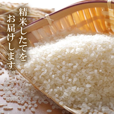 【令和7年産】福井県若狭町産　品種おまかせ 10kg 精米 訳あり 簡易袋