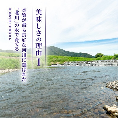 【令和8年産先行受付】福井県若狭町 ひとめぼれ(1等米)　20kg(5kg×4袋)