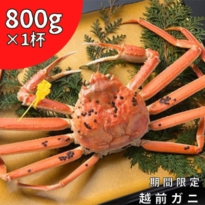【2023年2月下旬発送】茹で越前ガニ　800g以上×1杯