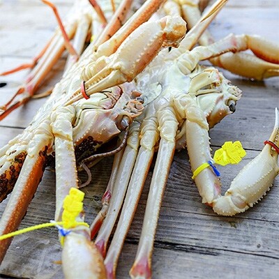 【2022年2月上旬発送】冬の味覚　茹で越前ガニ　1kg以上(1-3杯)脚折れ含む