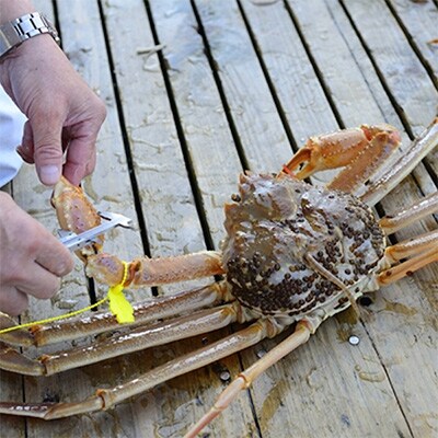 【2022年3月上旬発送】冬の味覚　茹で越前ガニ　2kg以上(3-6杯)脚折れ含む