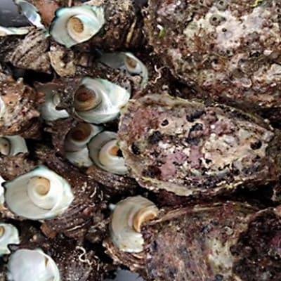 若狭湾で漁師が素潜りで獲った天然岩ガキ(殻付き)・活サザエの詰め合わせ