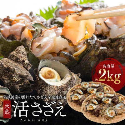 若狭湾 天然 活サザエ 約2kg(18-25個位)