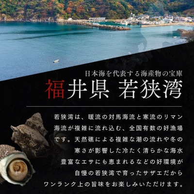 若狭湾 天然 活サザエ 約2kg(18-25個位)