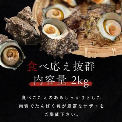 若狭湾 天然 活サザエ 約2kg(18-25個位)