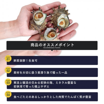 若狭湾 天然 活サザエ 約2kg(18-25個位)