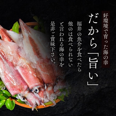 若狭湾産 白イカ(剣先イカ) 3～6杯 (スミ抜き/冷凍)
