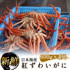 紅ずわいがに 600g前後×4尾