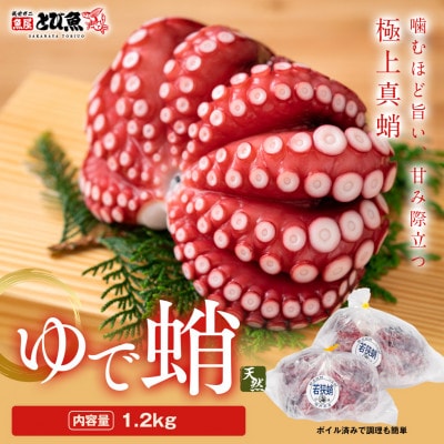 茹でまだこ 福井県産 1.2Kg (2～3杯)