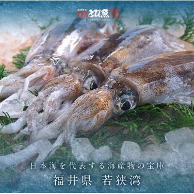 【若狭湾産】朝どれ アオリイカ 3～5杯 下処理なし