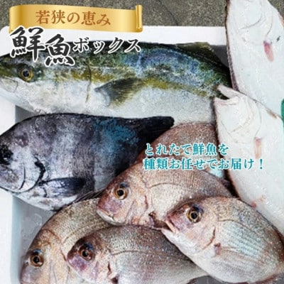 【若狭湾産】若狭の恵み 鮮魚ボックス(種類はお任せ)