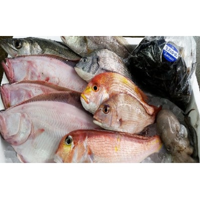 【若狭湾産】若狭の恵み 鮮魚ボックス(種類はお任せ)