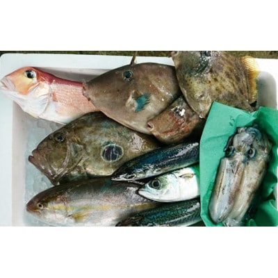 【若狭湾産】若狭の恵み 鮮魚ボックス(種類はお任せ)