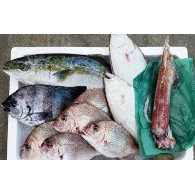 【若狭湾産】若狭の恵み 鮮魚ボックス(種類はお任せ)