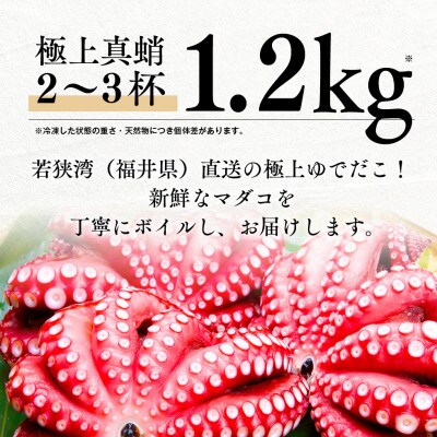 【毎月定期便】茹でまだこ 福井県産 1.2Kg (2～3杯)全2回