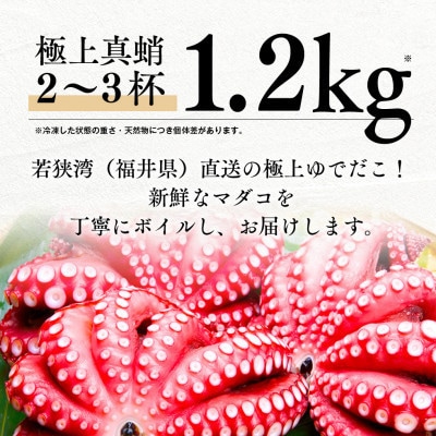 【毎月定期便】茹でまだこ 福井県産 1.2Kg (2～3杯)全3回