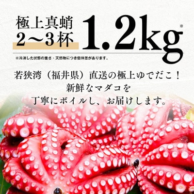 【2ヵ月毎定期便】茹でまだこ 福井県産 1.2Kg (2～3杯)全6回