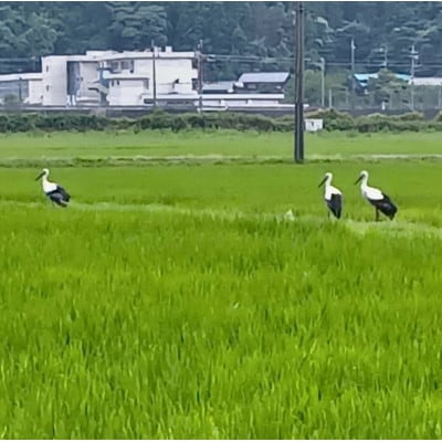 令和7年産　特別栽培コシヒカリ　冬水幸福米　精米10kg