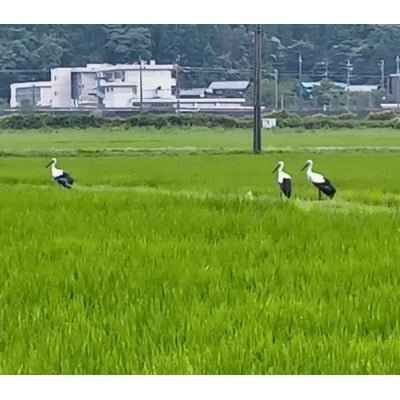 令和7年産　冬水幸福米(ゆうだい21) 精米 5kg