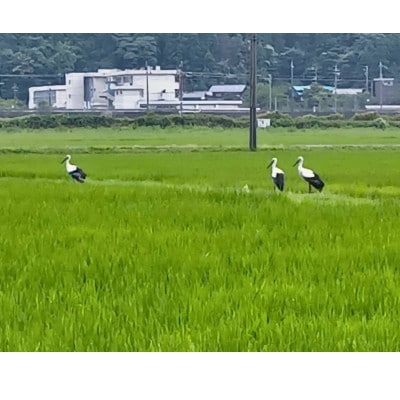 令和7年産　有機JAS天日干しコシヒカリ　冬水幸福米　玄米5kg