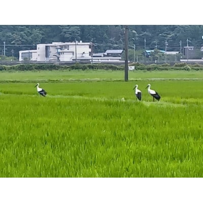 【さとふる限定】令和8年産新米　農家直送　冬水幸福米「ハナエチゼン」　精米10kg