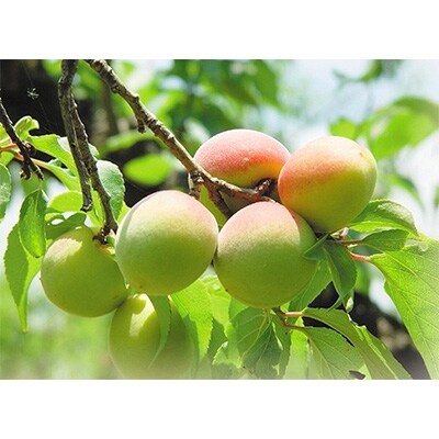 若狭の梅加工品詰め合わせ(梅ドリンク、機能性表示食品、梅ゼリー、熟成くろ梅)