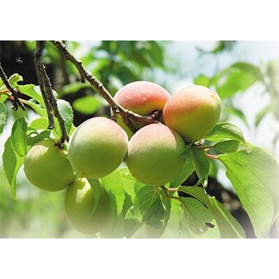 若狭の梅サイダー(ウメラルサイダー)　12本　福井県産梅を使用
