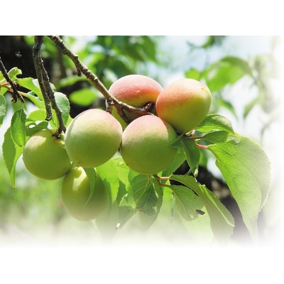 福井県産紅映梅 約2kg 梅干し用 予約販売受付 6月下旬頃発送