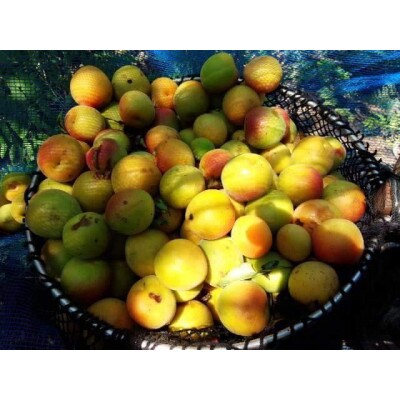 栽培期間中農薬不使用の梅干し(115g×2袋、合計230g)　すっぱい梅干し　チャック式の袋入り