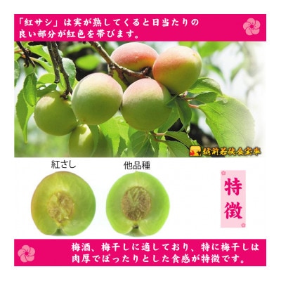 越前若狭食宝庫【訳あり】梅干し130g×3袋 合計390g【保存容器付き】