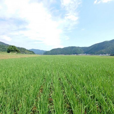 【令和5年若狭町産】もちもちお米食べ比べセット7kg(ふくむすめ2kg・ミルキークイーン5kg)