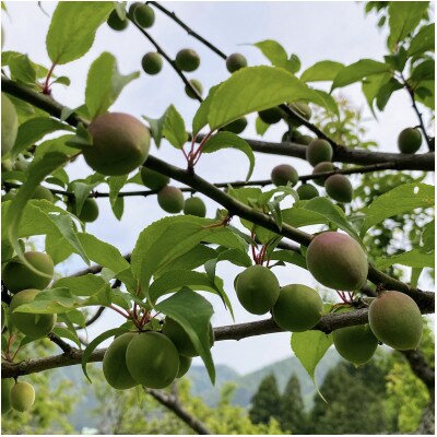福井県若狭町　Japanese apricot wine(梅ワイン)　500ml