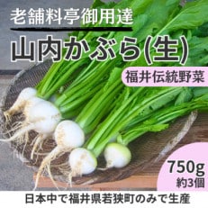 【令和5年産】山内かぶら750g(約3個)